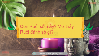 Con Ruồi số mấy? Mơ thấy Ruồi đánh số gì?
